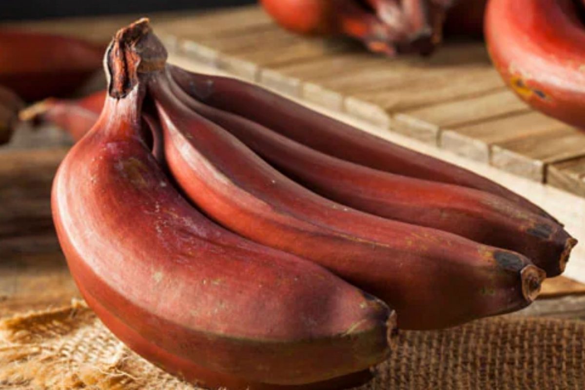 रोज एक केला खायें.. क्या आप जानते हैं क्यों..? रोज एक केला खायें.. क्या आप जानते हैं क्यों..?