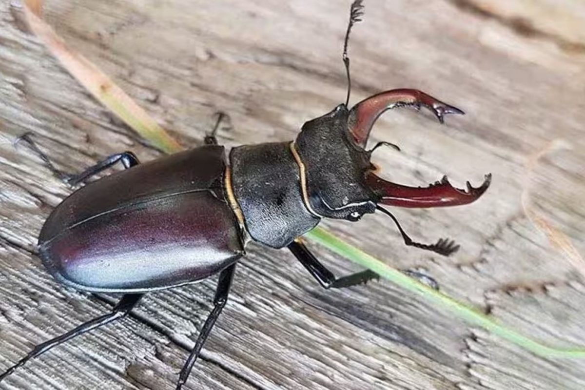 Timel Insect Stag Beetle is most expensive insect | உலகில் மிகவும் விலை உயர்ந்த ...