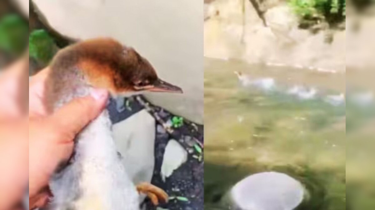 ‘जितनी जल्दी हो सके मुझे पकड़ लो…’ – गोली की रफ़्तार से तैरती बत्तख: वायरल वीडियो