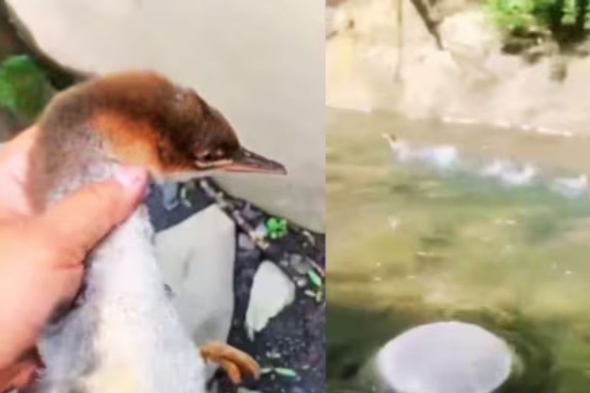 ‘जितनी जल्दी हो सके मुझे पकड़ लो…’ – गोली की रफ़्तार से तैरती बत्तख: वायरल वीडियो ‘जितनी जल्दी हो सके मुझे पकड़ लो…’ – गोली की रफ़्तार से तैरती बत्तख: वायरल वीडियो