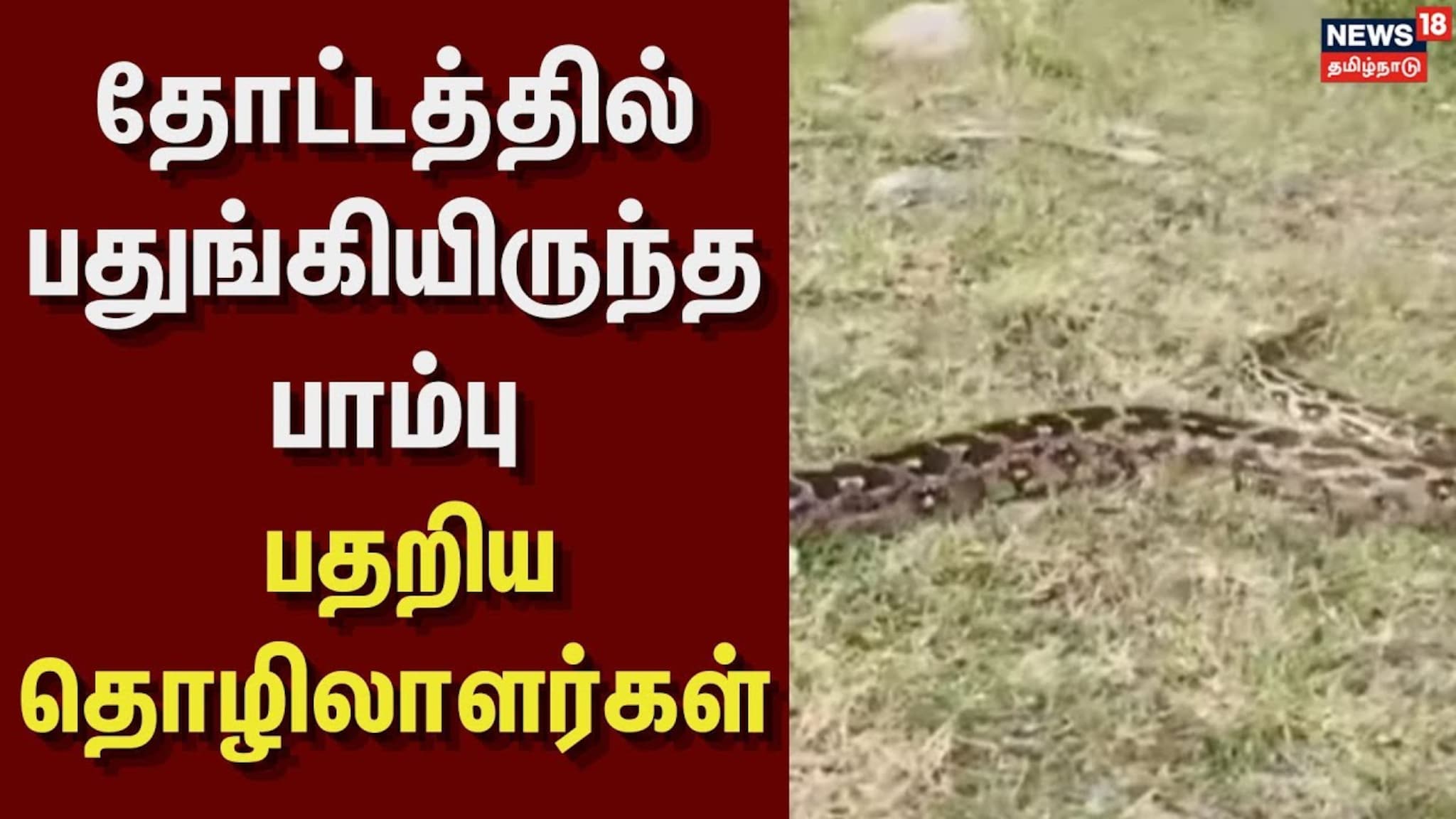 Erode | தோட்டத்தில் பதுங்கியிருந்த பாம்பு - பதறிய தொழிலாளர்கள் | Python ...