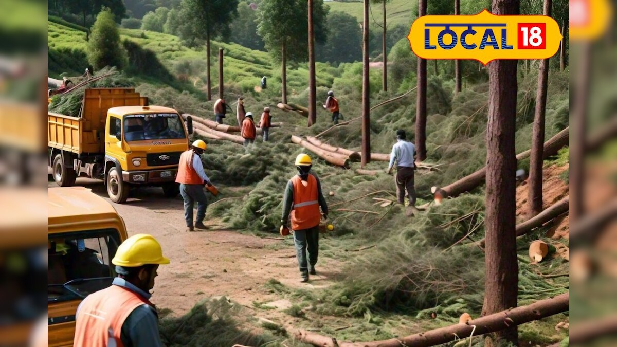 அந்நிய மரங்கள் எல்லாம் அவுட்... பாரம்பரிய நீலகிரியை உருவாக்கும் பணியில் வனத்துறை... – News18 தமிழ்