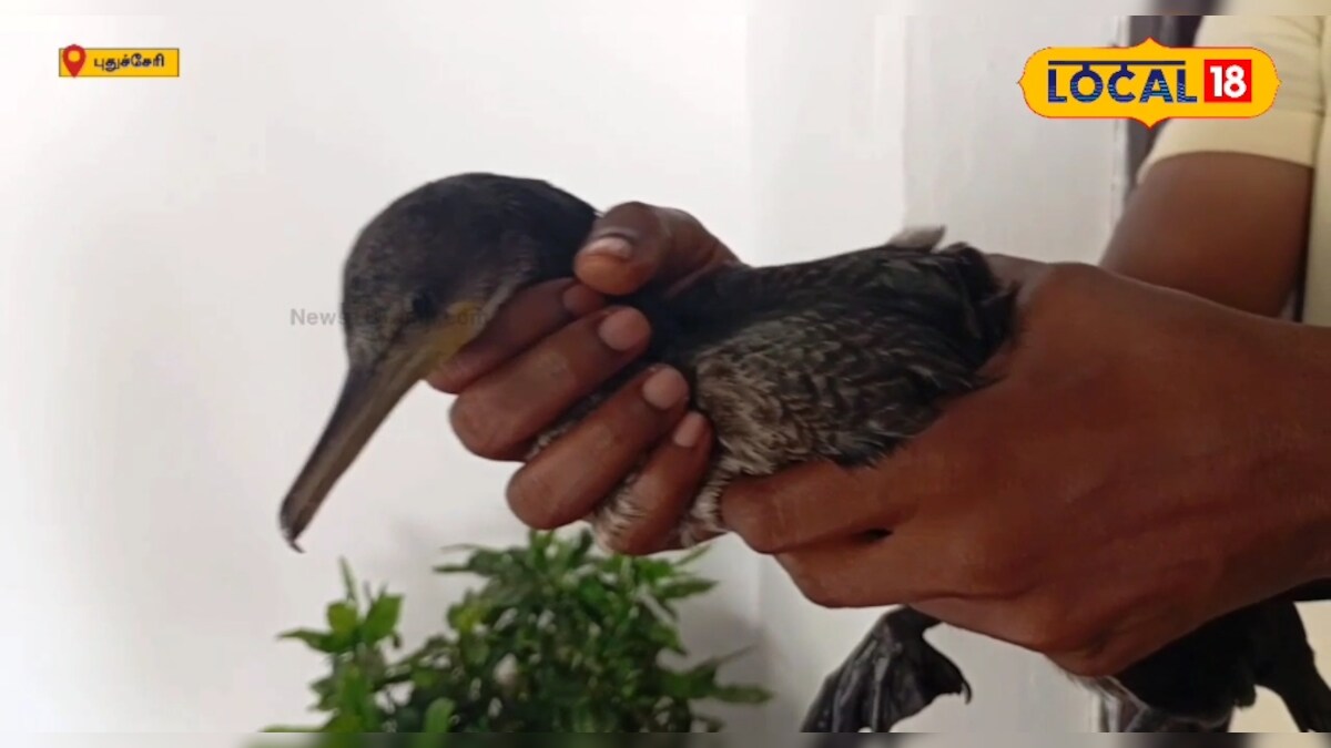 “புயல் காற்றால் எங்கிட்டு போக நம்ம” - ஃபெஞ்சல் புயலால் திசை தெரியாமல தவித்த பறவை... – News18 தமிழ்