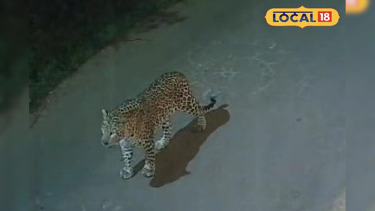 ஹக்குனா மாட்டா... வீதியில் ஜாலியா உலா வரும் வன விலங்குகள்... பீதியில் உறைந்த மக்கள்... – News18 தமிழ்