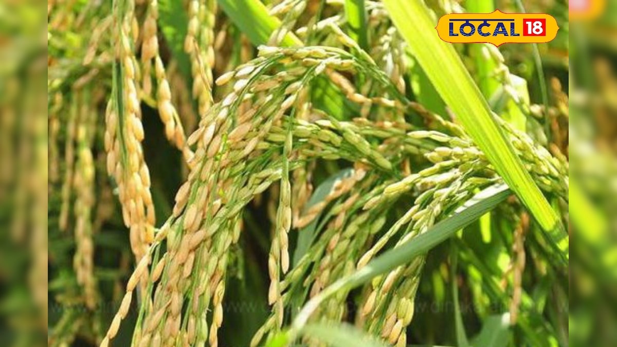 நெற்பயிரில் ஏற்படும் புகையான் நோய்... கட்டுப்படுத்தும் வழிமுறைகள் இதோ..!!