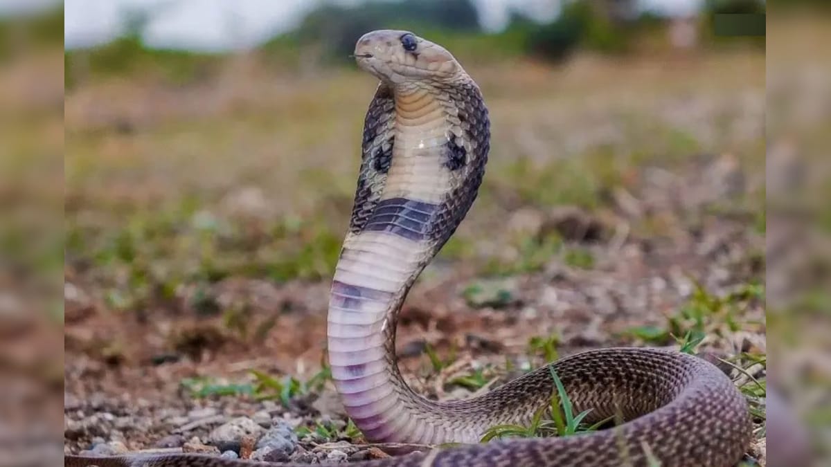 Snake Facts | குளிர் காலத்தில் பாம்புகள் எங்கே செல்கின்றன? இந்த ஆச்சரியமான தகவல் உங்களுக்கு தெரியுமா? – News18 தமிழ்