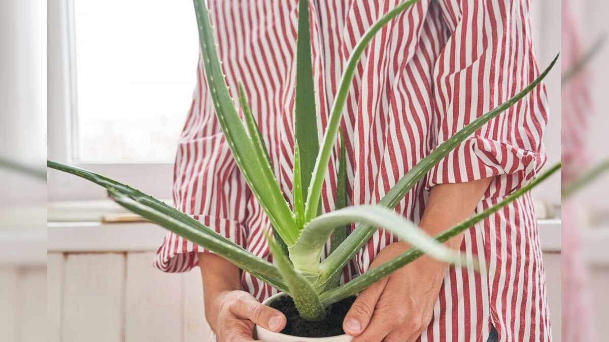 Vastu Tips | கற்றாழை செடியை இந்த திசையில் வைத்தால் வீட்டில் செல்வம் பெருகுமா? – News18 தமிழ்