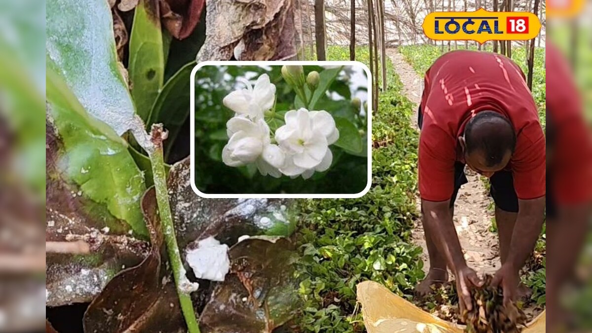 jasmine-farmers-in-ramanathapuram-face-losses-due-to-fungal-disease mnj pdp – News18 தமிழ்