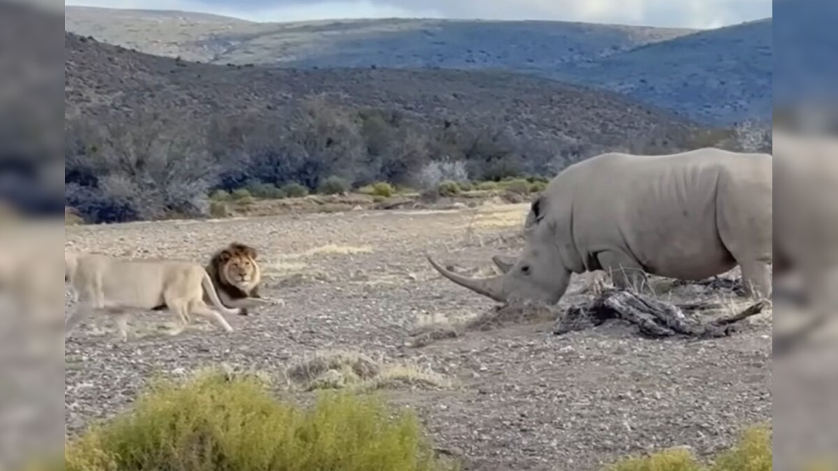 WATCH VIDEO : சிங்கத்துக்கே டஃப் கொடுத்த வெள்ளை காண்டாமிருகம்.. இணையத்தில் வைரலாகும் வீடியோ! – News18 தமிழ்