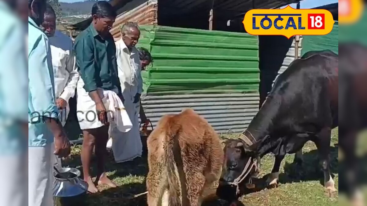 காடு கரையெல்லாம் மேஞ்சாலும் கரெக்டா வீடு வரும் மாடு.. படுகர் மக்கள் ஃபாலோ பண்ணும் டெக்னிக்