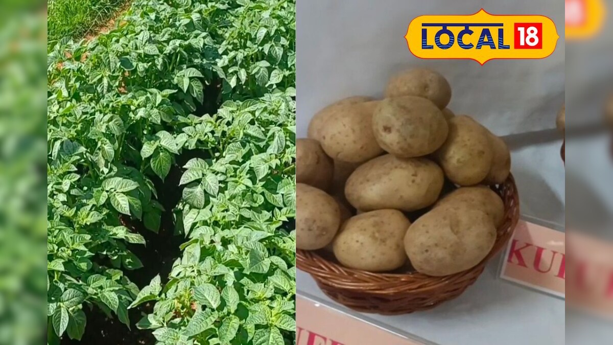 40 டன் உருளைக் கிழங்கு விதை விநியோகம்... சிறந்த விவசாயியாகத் தேர்வான நீலகிரி விவசாயி...