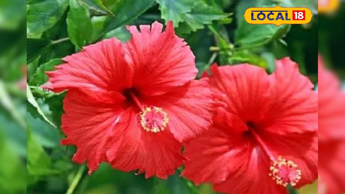 வீடுகளில் செம்பருத்தி பூவை மட்டும் வளர்த்துப் பாருங்கள்.. நன்மைகள் கண்டிப்பா கிடைக்கும்..!!