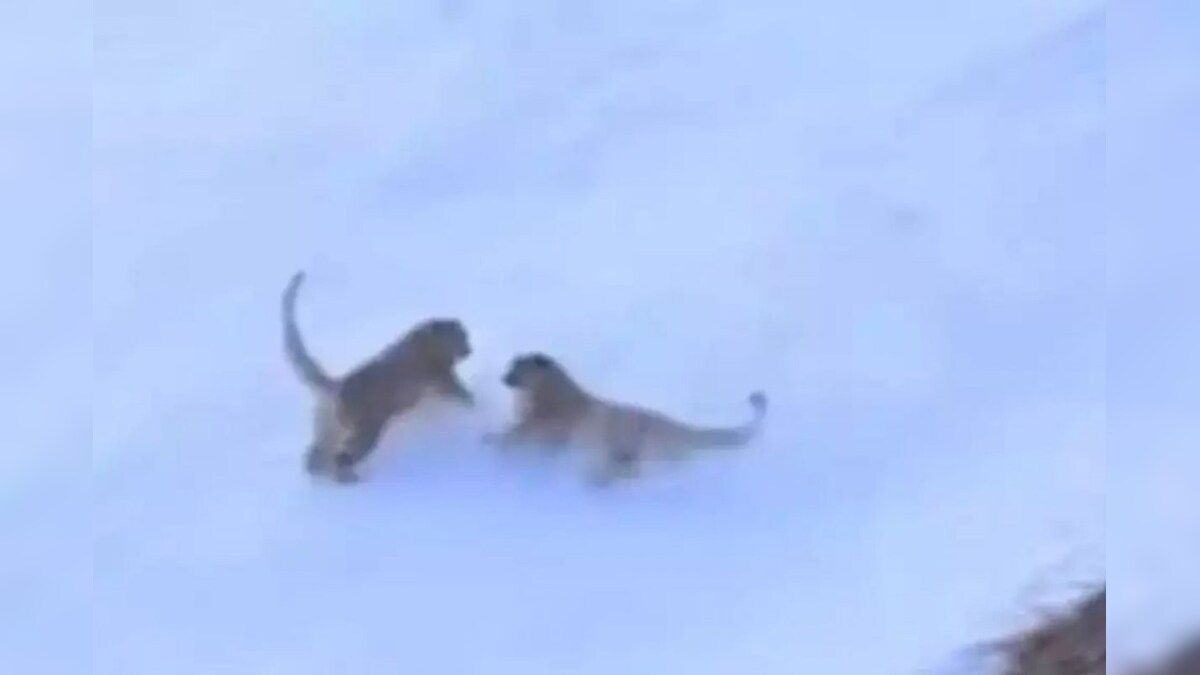 லடாக்கில் பனிச் சிறுத்தைகள் விளையாடி மகிழும் காட்சியைப் பார்த்து வியந்த நெட்டிசன்கள்...! வைரலாகும் வீடியோ...!