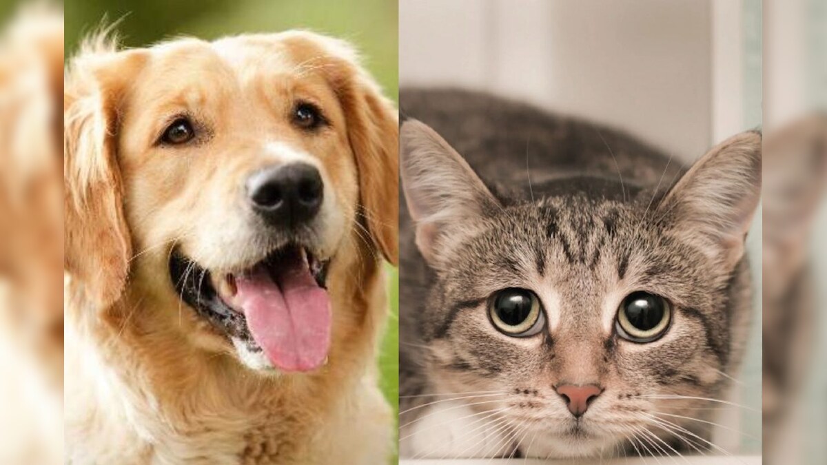 Pets: வீட்டில் செல்லப்பிராணிகளை வளர்ப்பதற்கு முன் நீங்கள் தெரிந்து கொள்ள வேண்டிய 5 விஷயங்கள்!