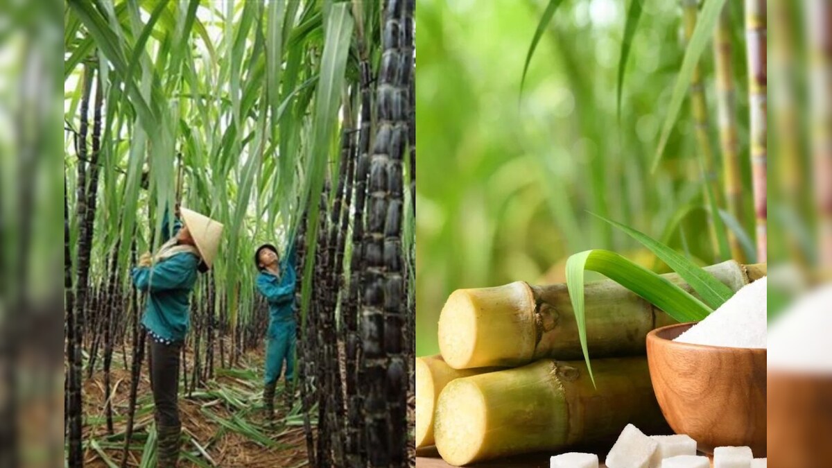 நாட்டின் சர்க்கரை உற்பத்தியில் பெரும் சரிவு...! விரைவில் விலை அதிகரிக்குமா...?
