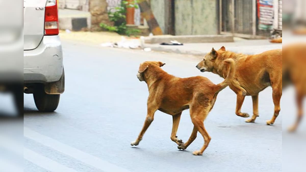 கார், பைக்குகளை நாய்கள் ஏன் துரத்துகிறது தெரியுமா..? 99% பேருக்கு தெரியாத தகவல்!
