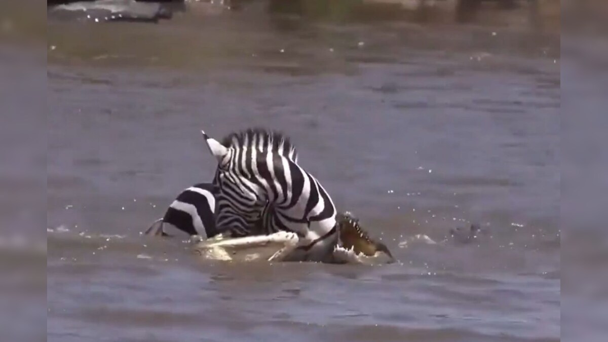 Viral Video: சுற்றிவளைத்து கொடூர தாக்குதல் நடத்திய முதலை கூட்டம்.. ஒரு நொடியில் உயிர் தப்பிய வரிக்குதிரை - வைரல் வீடியோ!