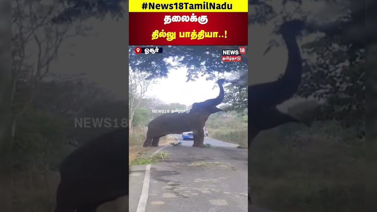 Elephant Viral Video | தலைக்கு தில்லு பாத்தியா..! | Elephant Video | Elephant | Wild Animal | N18S