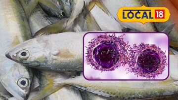 Kummal Fish புற்றுநோய் பாதிப்பை குறைத்து ஆயுள் நீடிக்கும் மீன்... குமுளா மீனின் ...