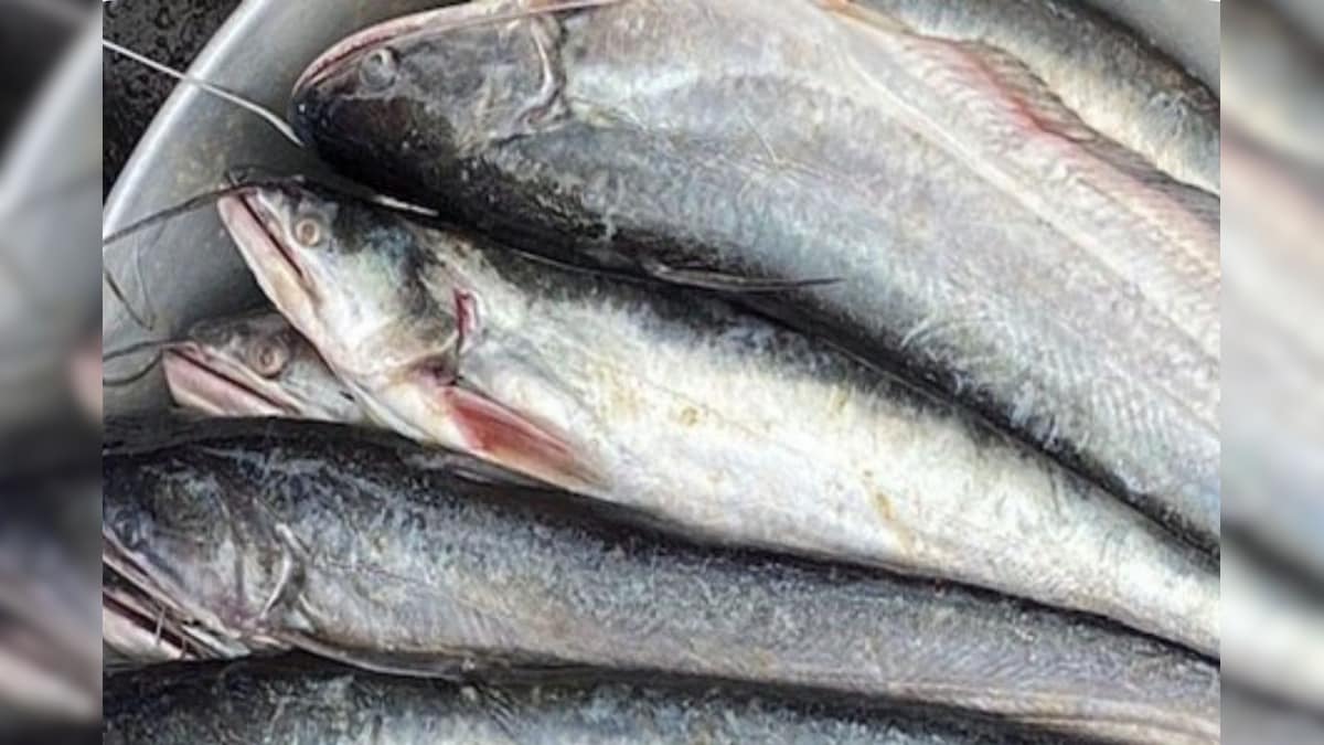 Health Care: இதய நோய், மூட்டு வலிக்கு தீர்வு.. வைட்டமின்கள் நிரம்பிய இந்த மீனை சாப்பிடுங்க..!