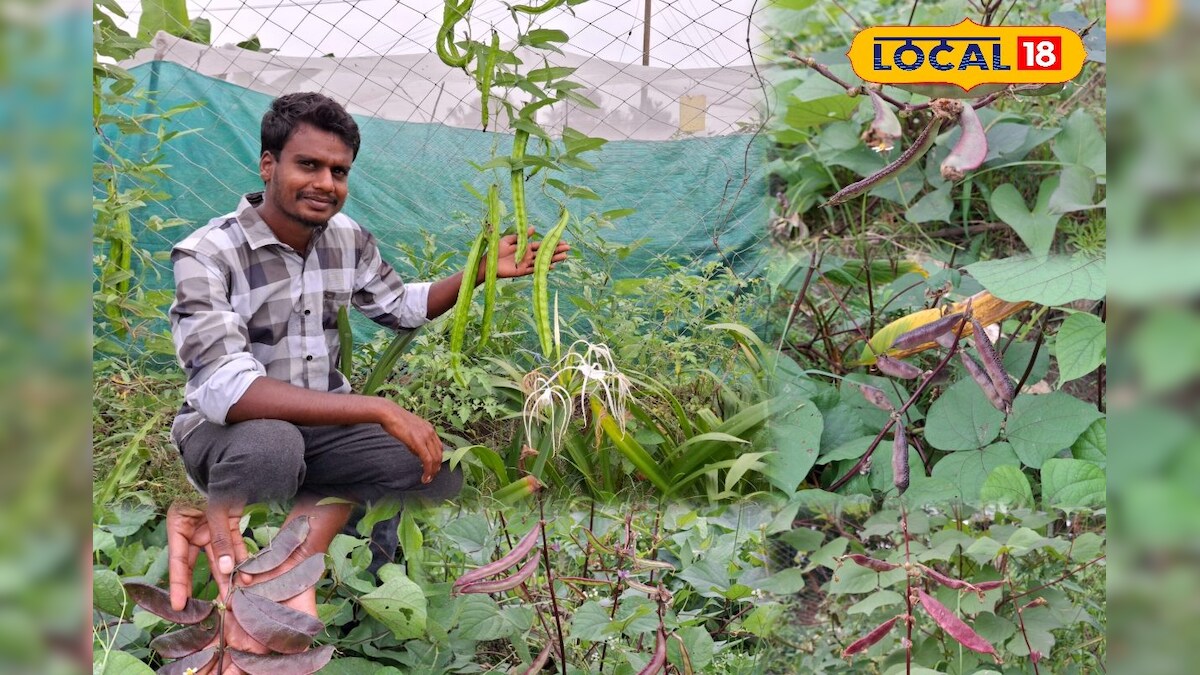 அவரையில் இத்தனை வெரைடியா ? விவசாயத்தில் அசத்தும் இளைஞர்..!!