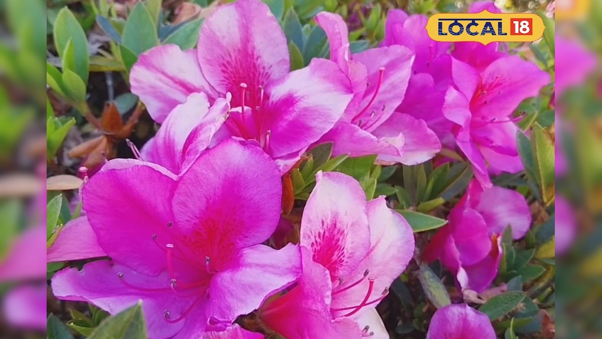 பனிக்காலத்தை அழகாக்கும் அஜிலியா மலர்கள்... தாவரவியல் பூங்காவில் குவியும் பயணிகள்...