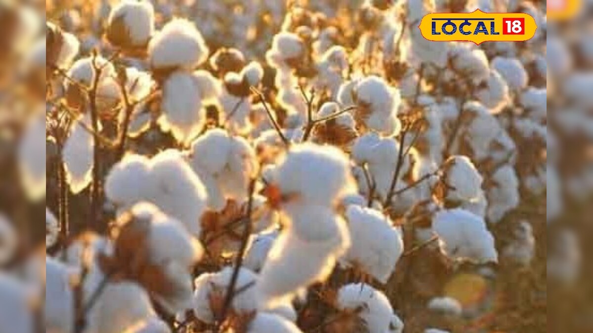 விவசாயிகளுக்கு முக்கிய அறிவிப்பு.. உரிமம் பெற்ற பருத்தி விதைகளை பயிரிட வேளாண் துறை அறிவுரை..!!