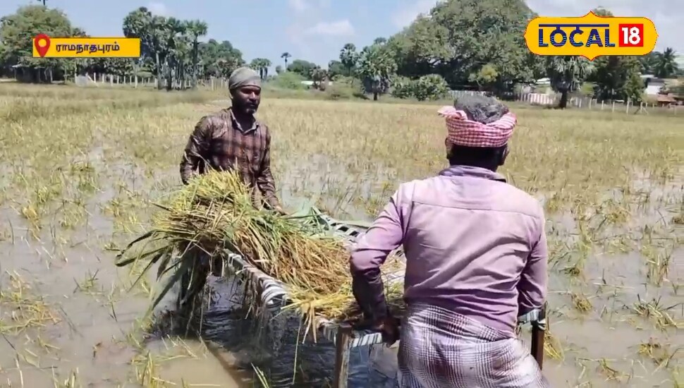 Paddy Crop Damage: "பருவம் தவறி மழை பெய்யும்னு எதிர்பாக்கல” - நீரில் ...