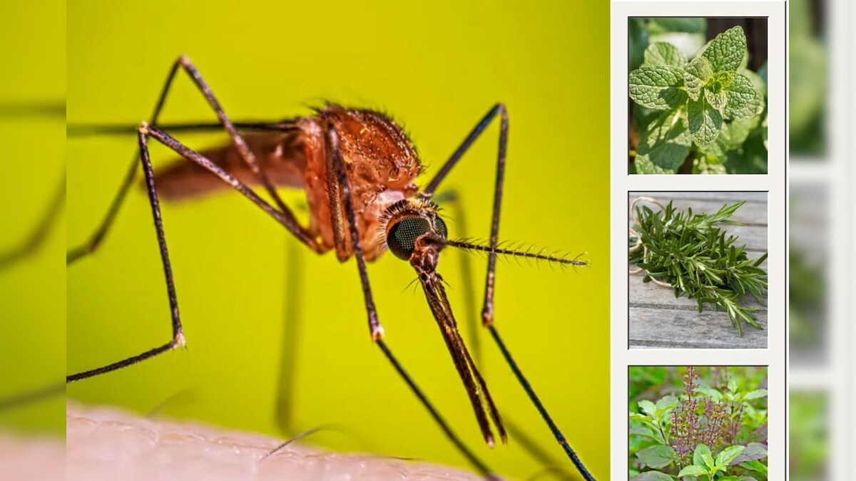 Mosquito | இனி கொசு தொல்லை இருக்காது.. இந்த செடியை வீட்டில் வளர்த்தால் போதும்!