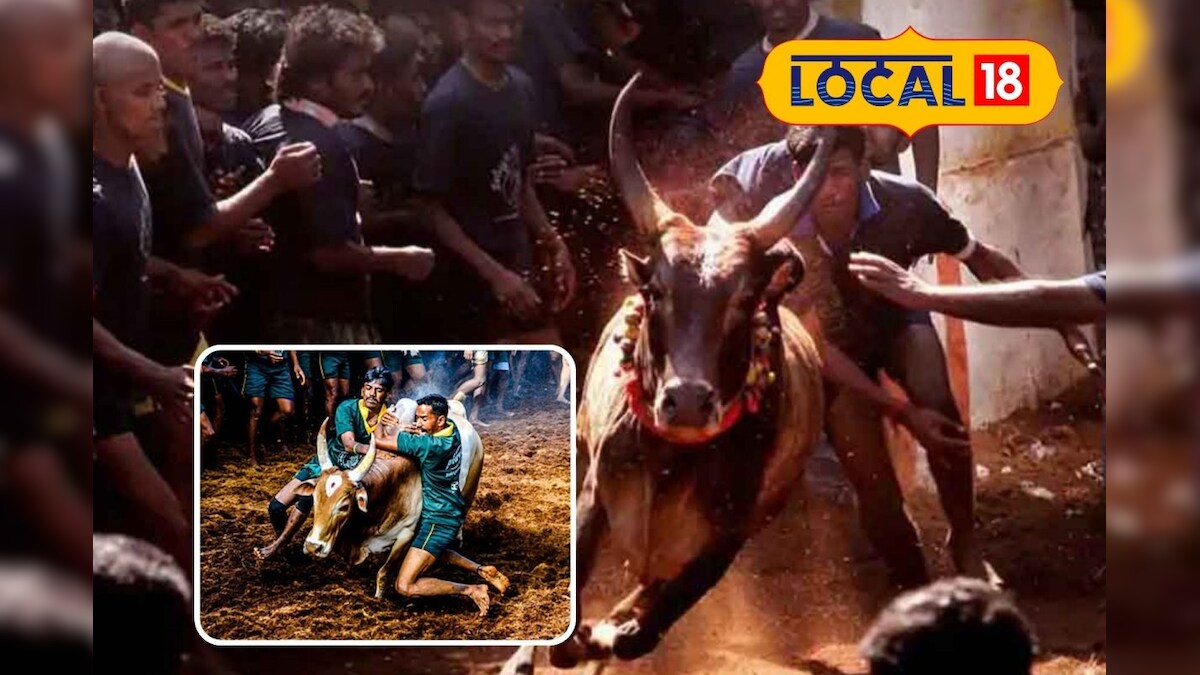 சும்மா இல்ல வாடிப்பட்டி காளை... நாமக்கலில் வீரர்களை தெறிக்கவிட்ட ஜல்லிக்கட்டு காளை....