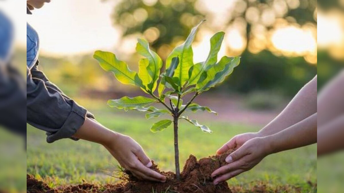 Vastu | வீட்டில் வளர்க்கக் கூடாத 5 மரங்கள்.. கடன் தொல்லைகள் தீர இந்த மரங்களை வீட்டில் வளர்க்கலாம்..! - News18 தமிழ்