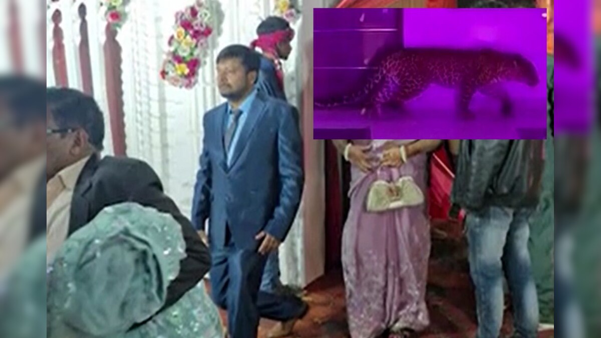 திக் திக் நிமிடங்கள்... திருமண மண்டபத்தை அலறவிட்ட சிறுத்தை - அதிர்ச்சி சிசிடிவி! - News18 தமிழ்