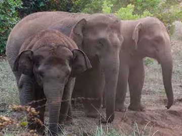 யானைகள்