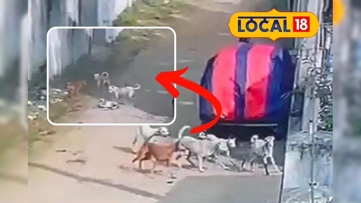 அட பாவத்த... ஆட்டுக்குட்டியை சுத்து போட்ட தெரு நாய்கள்... பதர வைக்கும் சிசிடிவி காட்சி... - News18 தமிழ்