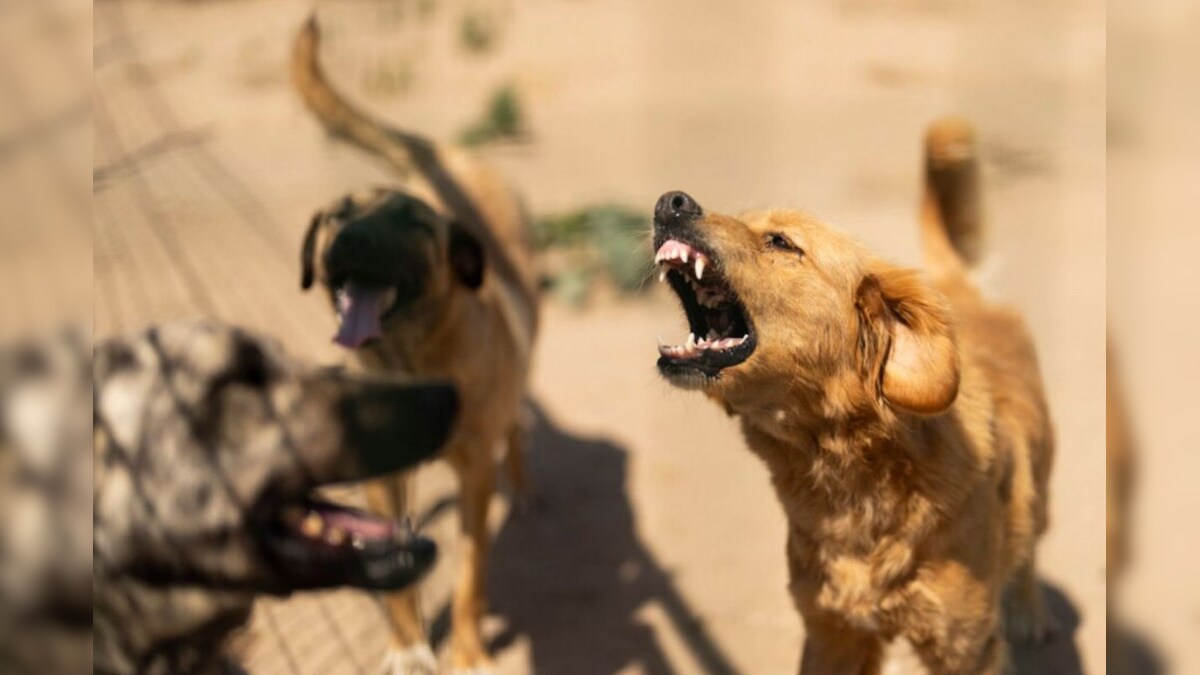 தமிழ்நாட்டில் நாய்க் கடியால் 1 லட்சத்திற்கும் மேற்பட்டோர் பேர் பாதிப்பு...  ரேபிஸால் பலியானவர்கள் மட்டும் எவ்வளவு பேர் தெரியுமா? - News18 தமிழ்