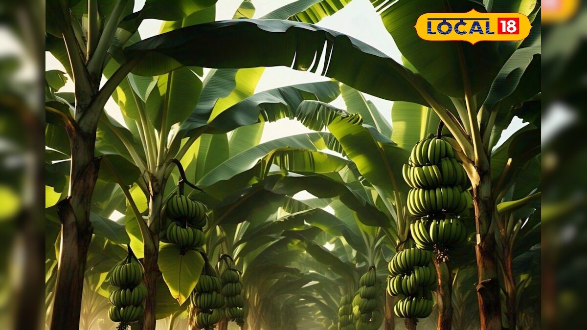 தாமிரபரணி தண்ணீரின் மகத்துவம்... தரணியெங்கும் விருந்துக்கு இந்த ஊர் தலைவாழை தான்...