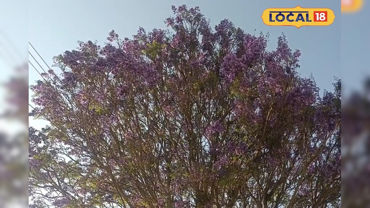 நீலகிரியில் கண்ணைக் கவரும் ‘காட்டுத் தீ’... சம்மர் ஸ்பெஷலை கண்டு களிக்கும் பயணிகள்... - News18 தமிழ்