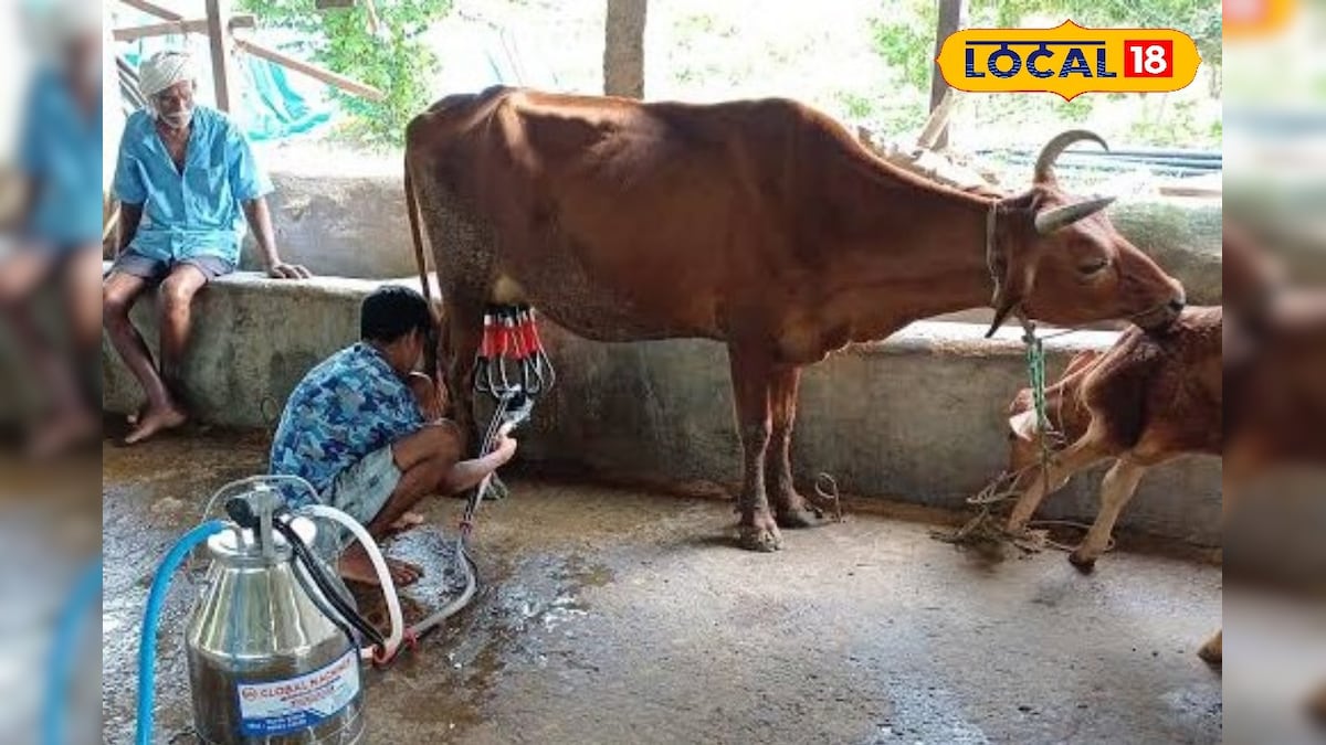 கை வலிக்க இனி பால் கறக்க வேண்டியது இல்லை... வந்துவிட்டது பால் கறக்கும் இயந்திரம்... - News18 தமிழ்