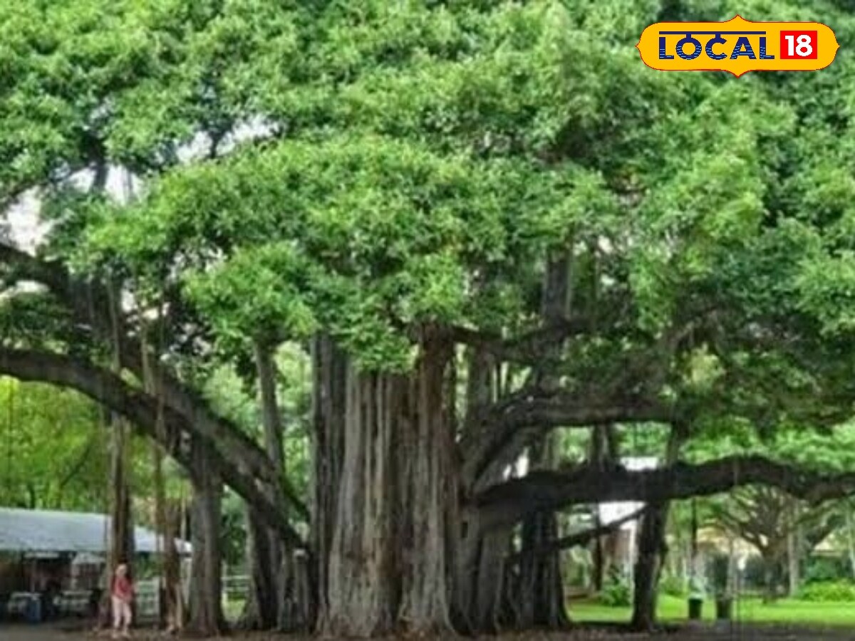 Tree ambulance : வேருடன் பிடுங்கப்பட்ட ஆலமரத்திற்கு உயிர் கொடுத்த சமூக ...