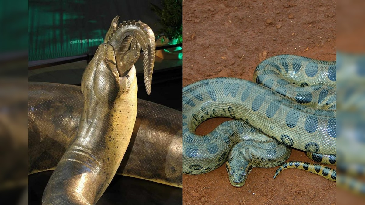 அனகோண்டா, மலைப்பாம்பு அல்ல.. உலகின் மிகப்பெரிய பாம்பு எது தெரியுமா? - News18 தமிழ்