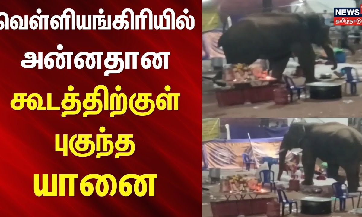 வெள்ளியங்கிரியில் அன்னதான கூடத்திற்குள் புகுந்த யானை | Coimbatore Elephant