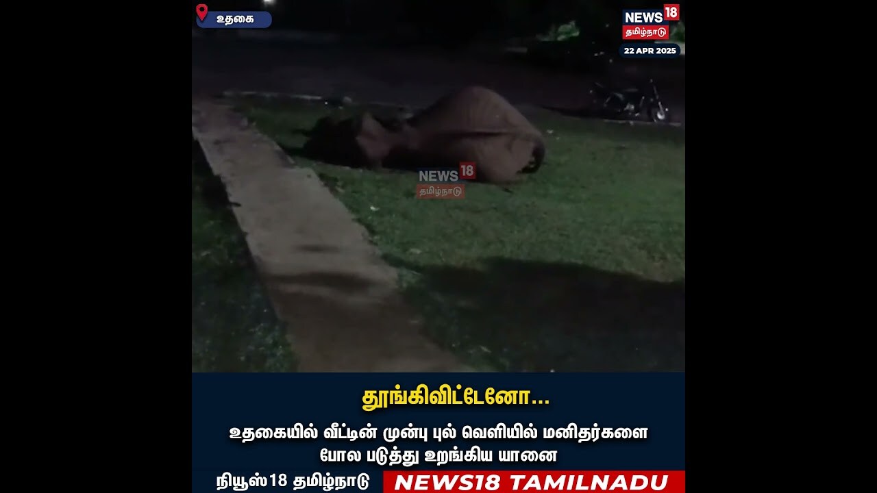 Elephant Video | தூங்கிவிட்டேனோ.. | Elephant Cute Video | Elephants | Ooty | Animal Cuteness | N18S