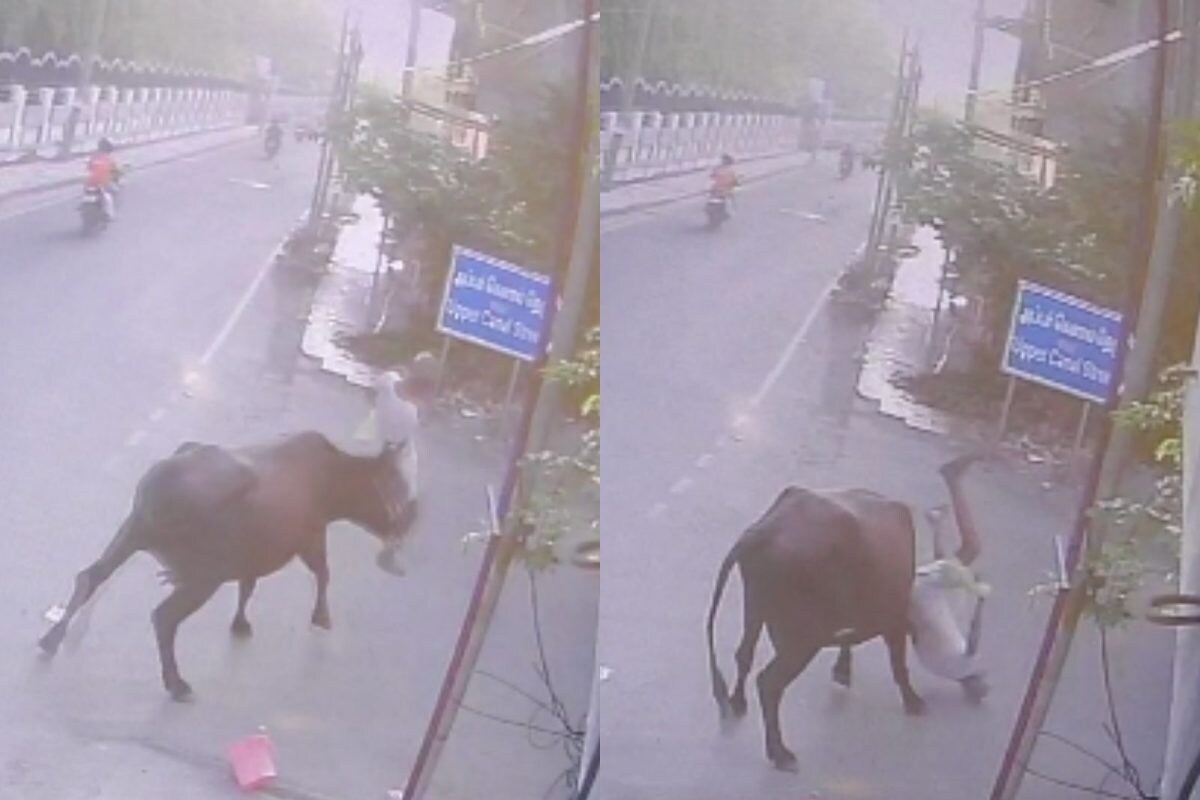 சென்னையில் முன்னாள் ராணுவ வீரரை தூக்கி வீசிய மாடு..! அதிர்ச்சி சிசிடிவி காட்சி வெளியீடு - News18 தமிழ்