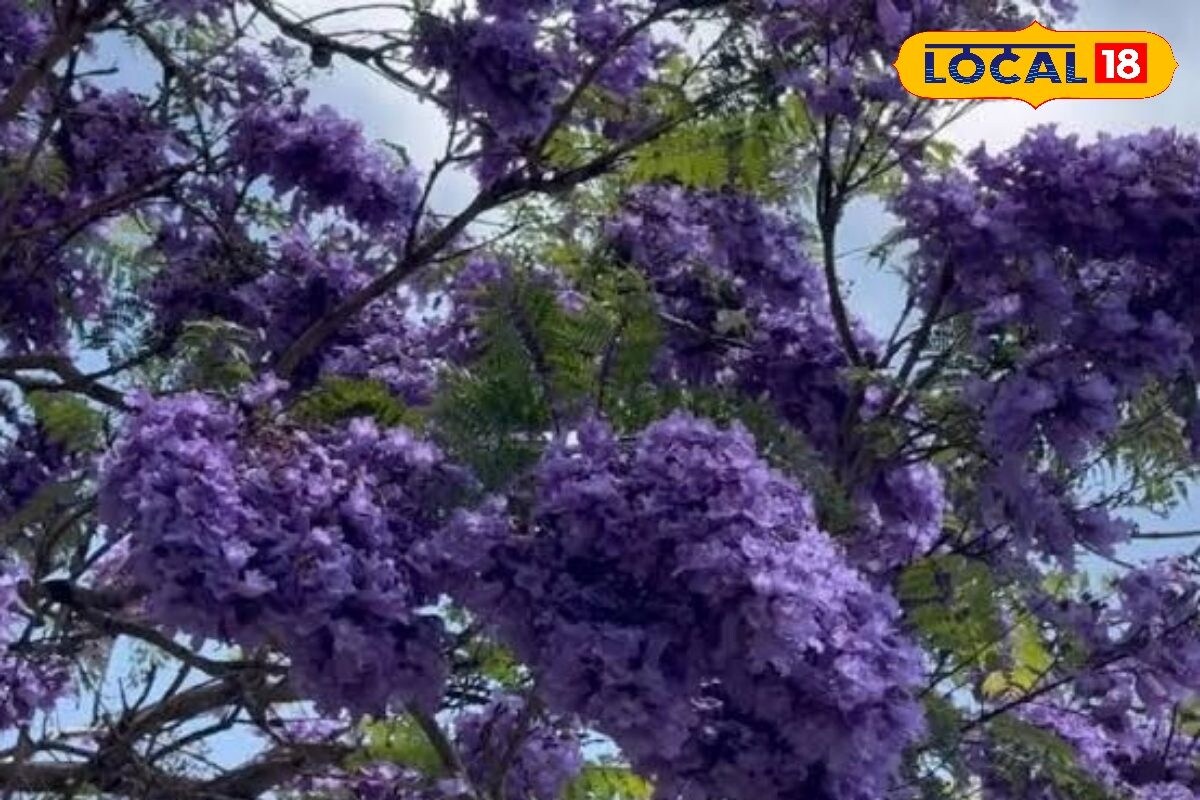 ஊதா.. ஊதா.. ஊதாப்பூ.!  கண்களை கவரும் ஜெகரண்டா மலர்கள்.!! - News18 தமிழ்