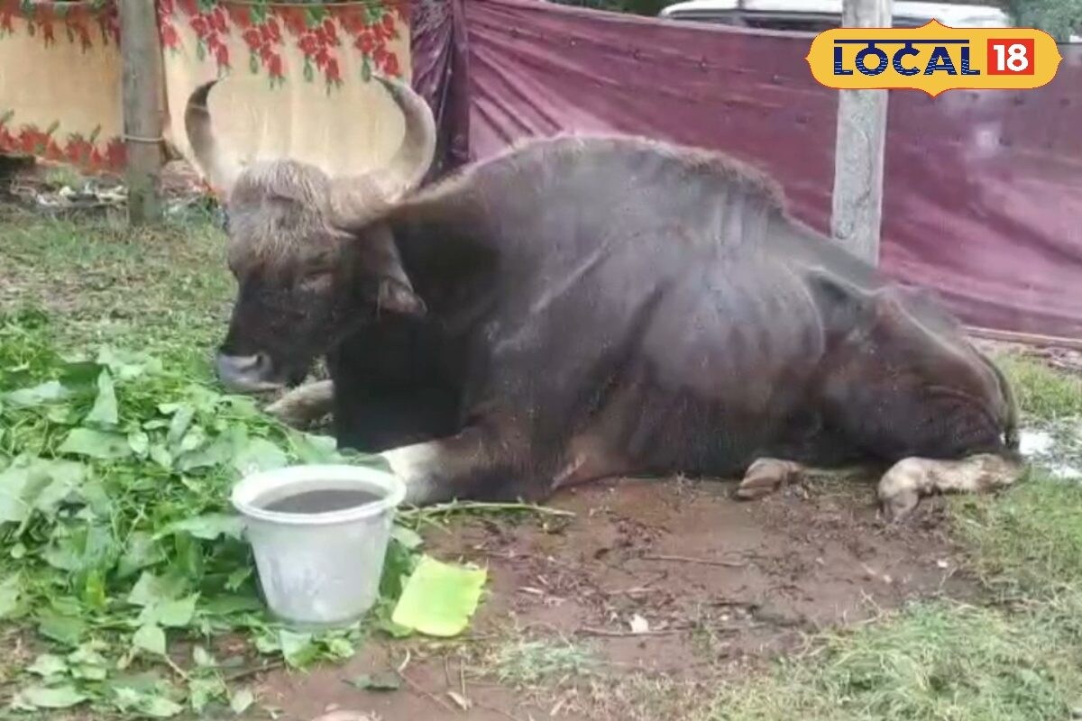 பைசனுக்கு வந்த பரிதாப நிலை... காயமடைந்த காட்டு மாடு... கருணையுடன் உணவு வழங்கிய மக்கள்... - News18 தமிழ்