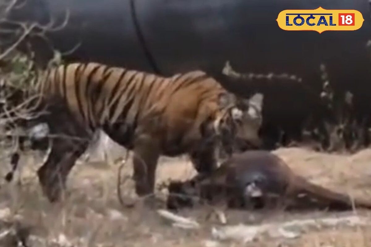 பாவம்போல மேய்ந்து கொண்டிருந்த கன்றுகுட்டி... பாய்ந்து கவ்விய புலி... திக்திக் வீடியோ... - News18 தமிழ்