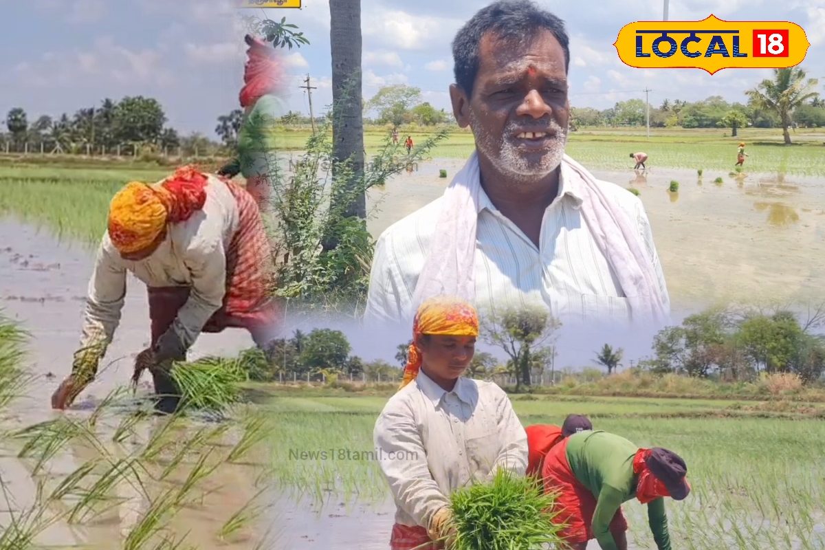 வட மாநில தொழிலாளர்களை வைத்து நடவு நட‌ இதுதான் காரணம்!! விவசாயி கூறும் பதில்... - News18 தமிழ்