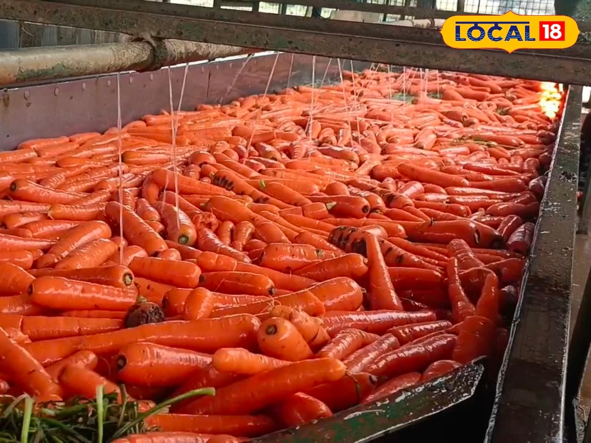 மண்ணில் விளையும் ஊட்டி ஆரஞ்சு கோல்ட்... அமோக விளைச்சல் இருந்தும் அல்லல்படும் விவசாயிகள்... - News18 தமிழ்