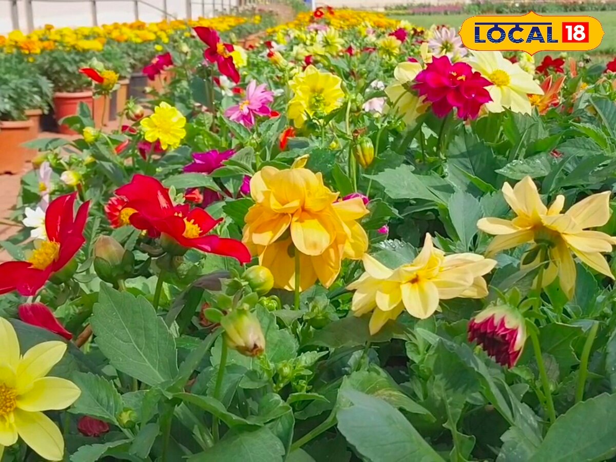 பூத்துக்குலுங்கும் டேலியா மலர்கள்.. தாவரவியல் பூங்காவில் வட்டமடிக்கும் சுற்றுலாப் பயணிகள்! - News18 தமிழ்