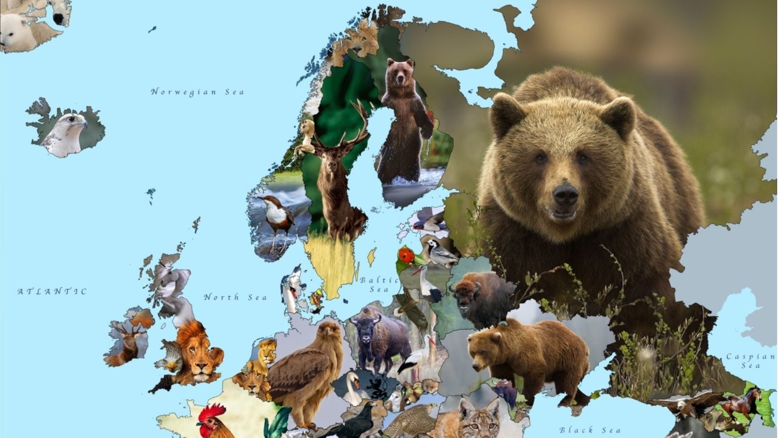 இந்தோனேஷியாவின் கொமோடோ டிராகன் முதல் பப்புவா நியூகினியாவின் டுகோங் வரை.. மிக விசித்திரமான 5 தேசிய விலங்குகள்!